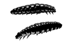 LIBRA LURES LARVA 30 mm CHEESE 15 Stück ,Farbe 040, Black